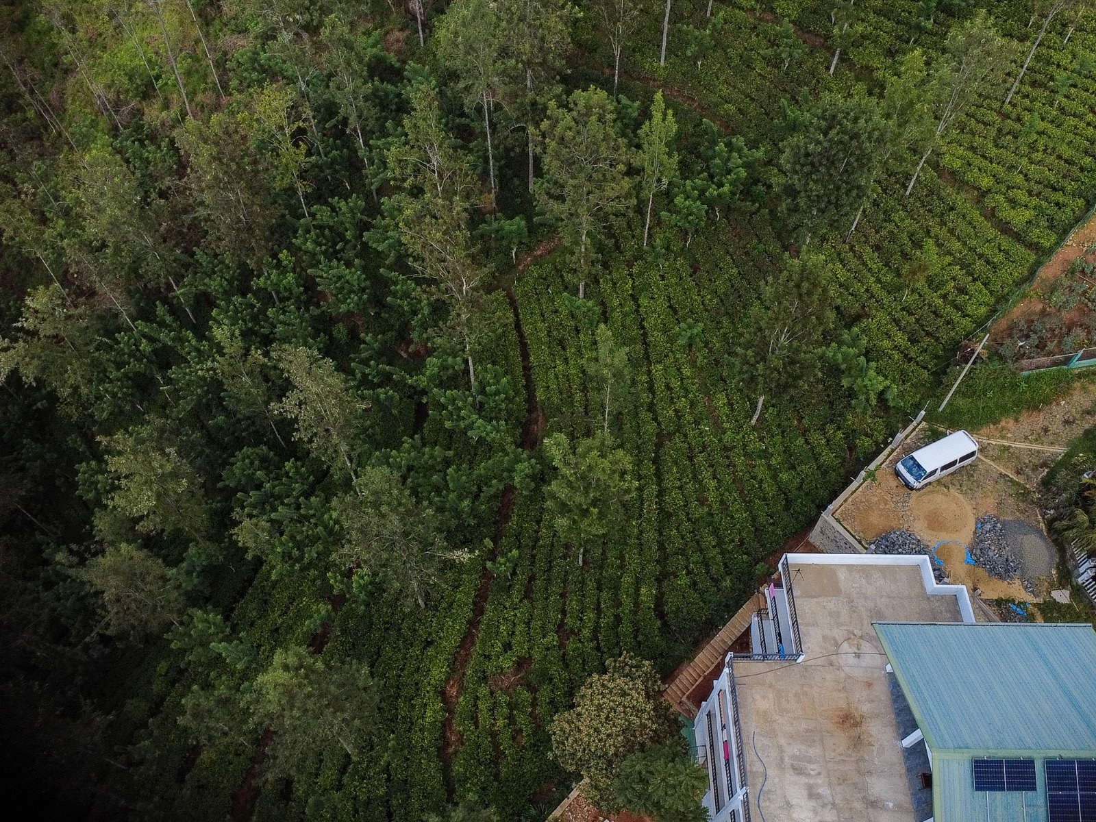 Aerial view of Ophelia surrounded by pine forest and tea plantations, Diyatalawa